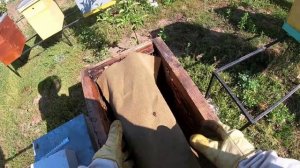 Как подсадить неплодную матку в улей | Пчеловодство для начинающих