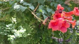 Leica Leitz Phone 1 4K 60fps Video Sample
