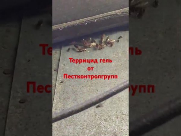 Средство от тараканов «Террицид гель».