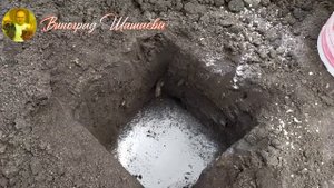 Плотная посадка саженцев винограда в шахматном порядке.