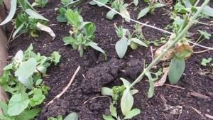 последние дни эустомы! сбор семян