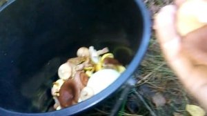 Горькушка(Lactarius rufus). Съедобный гриб рода млечников. Для засолки.