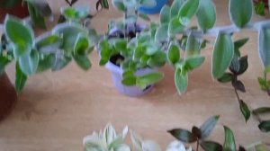 Традесканция. Коллекция из 15 сортов.