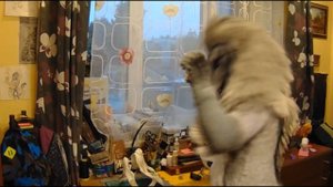 Как сделать фурсьют быстро? (How make fursuit fast?)