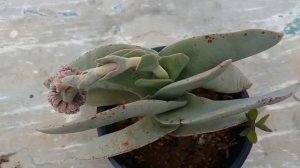 || MY CRASSULA FALCATA ABOUT TO BLOOM ||