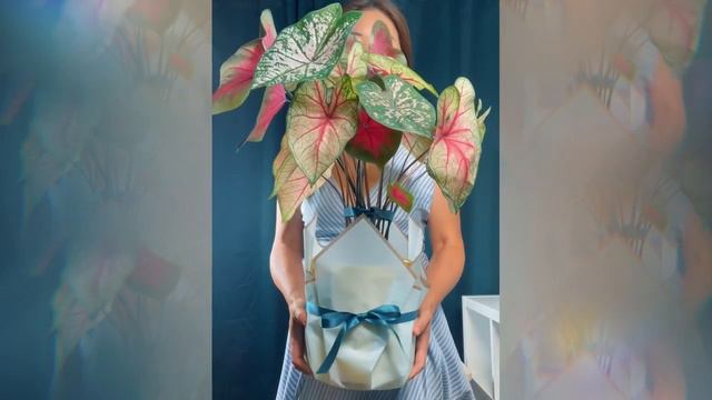 Cosmicoh Caladium Festival Planter Gift смотреть онлайн