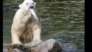 Проект Красная книга про белого медведя для 2 Класса