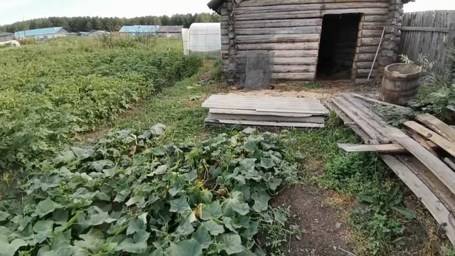 Самые Первые/Я Сегодня Отдыхаю/Тайная ДВЕРЬ/Соседский Двор/14.08.20 смотреть онлайн