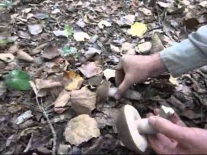 Сбор грибов в Южном Дагестане