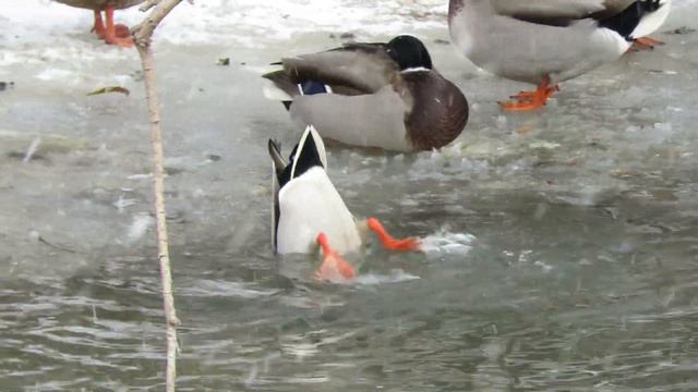 Белки. Парк Антошка. Кемерово смотреть онлайн