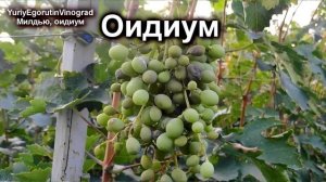 ? Внимание срочно проверьте это! Иначе Милдью и Оидиум на винограде. Как определить и что делать?