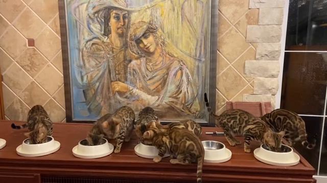 БЕНГАЛЬСКИЕ КОШКИ, в ДИКОМ ТИПЕ, на ТРЕНИРОВКЕ