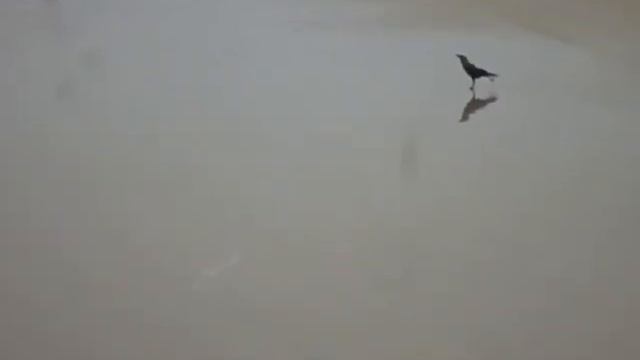 Ворона прилетела в ГОА в Индию. Радуется морю. The crow flew to GOA in India. Happy sea. смотреть онлайн