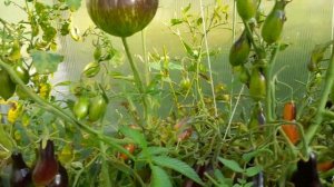 гном Розовая пантера Антон и  его урожайность.