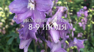 Выходные в деревне 8-9 июля 2023. Разведка по грибы. Дожди.