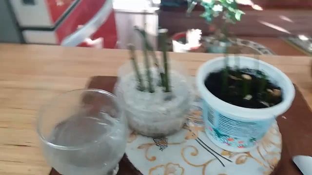 Пробую укоренить черенки лавра без листьев смотреть онлайн