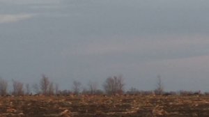 ОХОТА на ГУСЯ в Самарской области весна 2020 г.