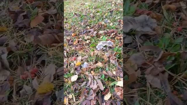 ? Испанское золото в лесах Урала! #грибы МЫШАТА #рядовка землистая - это и #крым и #кавказ и #урал