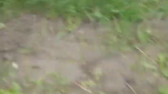 как перезимовали почки винограда плевен и аркадия смотреть онлайн