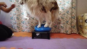 Дог-Фитнес | 17 упражнений