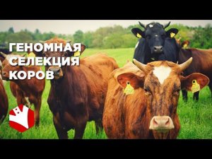 Агроинновации | Геномная селекция коров