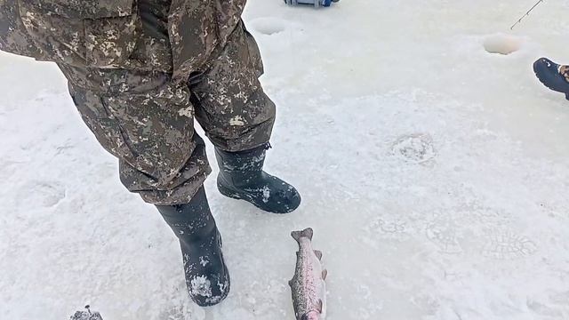 Светлые Горы Форель 08.03.2023 смотреть онлайн