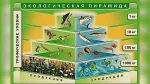 1. Чем отличается человек от животных ?