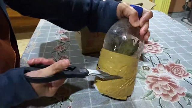 KELADI KAYANGAN PINK PRINCESS смотреть онлайн