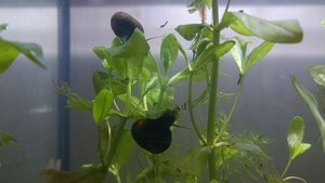 Аквариум с природными материалами, растениями и животными