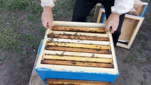 Развитие Пчелопакета ч.3