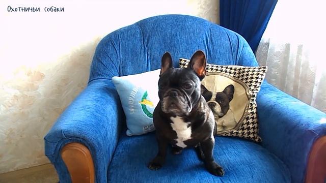 Группы собак:сторожевые,охотничьи и ездовые//Pulya Dog