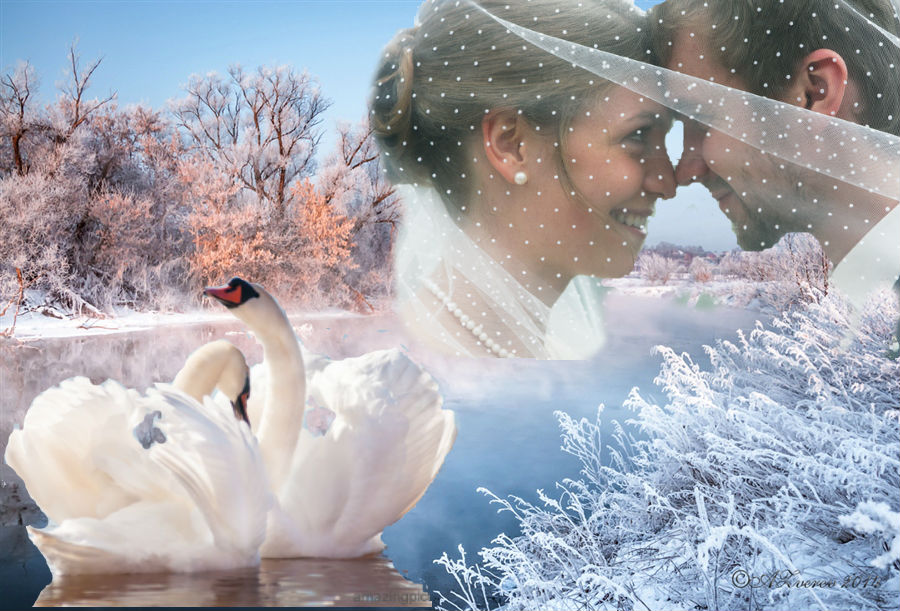А любовь то лебедем. Лебеди зимой. Лебеди в снегу. Любовь и лебеди. Зима любовь.