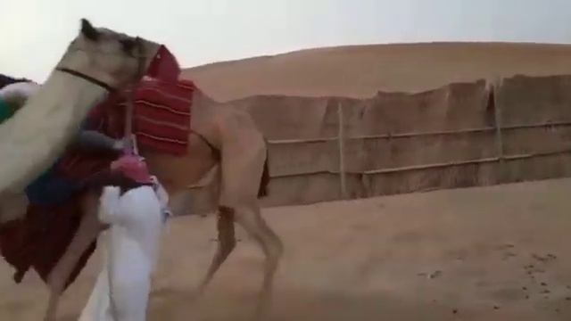 Бедный верблюд не может поднять туристов смотреть онлайн