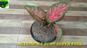 AGLONEMA RUBY SUPER PINK DAN PESONA KEINDAHANNYA