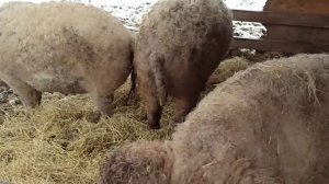 Венгерська Мангалиця!