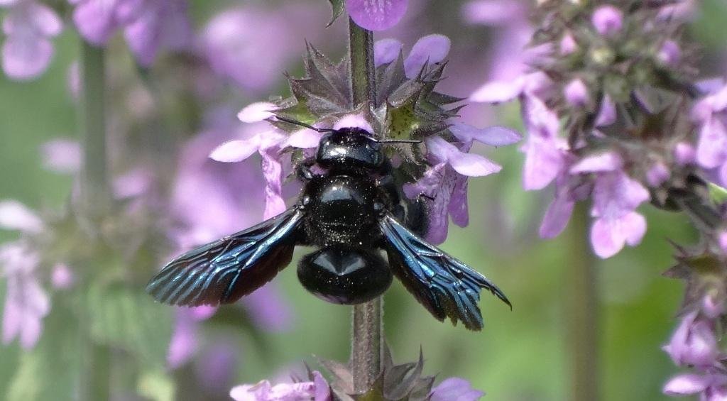 Пчела-плотник. Пчела из Красной книги ( Xylocopa valga )