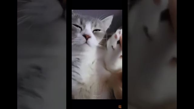 СМЕШНЫЕ КОТИКИ №5 ?  #смешныеживотные