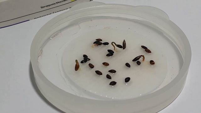 Сосна скрученная Муррея из семян тест на всхожесть