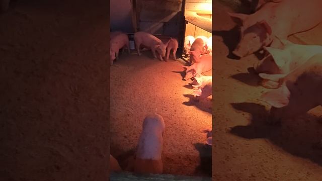 Поросята F1 + Макстер??? Отлучка поросят. смотреть онлайн