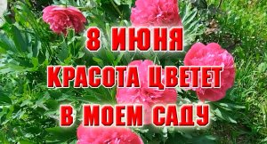 8 июня. Подкормила розы. Красота цветёт