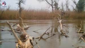 ФОТОЛОВУШКИ: КВАКВА