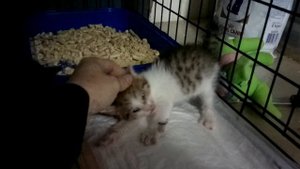 ацки злой котенок