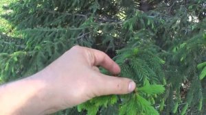 Еловый сироп. Иммунитет, здоровье