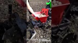 Посадка картошки, апрель 2022года...