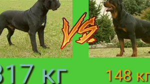 Ротвейлер vs Кане Корсо