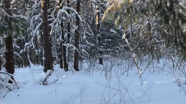 ❄️ЗИМНЯЯ СКАЗКА ❄️ погуляем ? Я БЕГАЮ ))