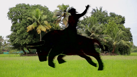 Орел и Решка: Гонки быков в Керале