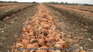 Какова урожайность лука с 1 га и как её повысить