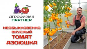 Необыкновенно вкусный томат Азоюшка
