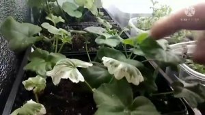 Обзор и хранение пеларгонии - маточников и черенков в домашних условиях.